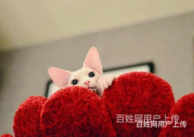 常州纯种无毛精灵猫一手出售 - 图片 10