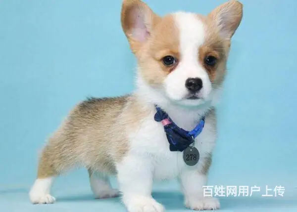 北京哪里有卖柯基犬的 质保签协议 - 图片 8