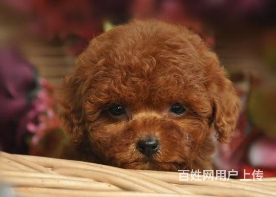 纯种泰迪犬多少钱 红色小玩具体泰的图片
