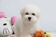 哪里卖比熊犬 赛级比熊犬 纯种比熊幼犬