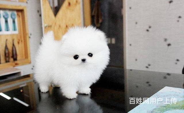 白色球型哈多利宝宝 茶杯犬 白色博美幼犬 犬舍直 - 北京朝阳狗狗