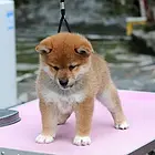 齐齐哈尔实体店柴犬一般卖多少钱，纯种柴犬价格