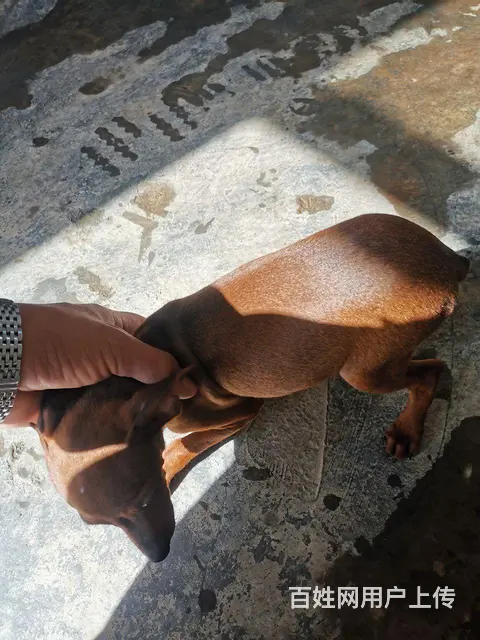 纯种小体鹿犬，品相自观，价格不高，联系议价。 - 图片 1