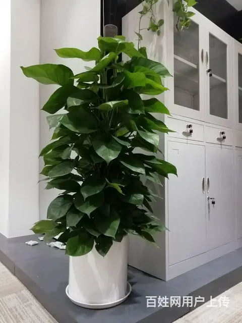珠海横琴发财树绿萝写字楼绿植大堂植物售楼部绿植长租 - 图片 8