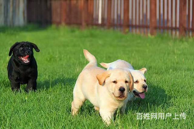 賽級品質拉布拉多犬狗場熱銷可辦理血統證書