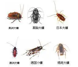 资阳有灭白蚁的公司吗？ - 图片 4