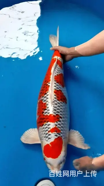 广州锦鲤鱼池维修，鱼池水泵维修，鱼池漏水漏电维修 - 图片 4