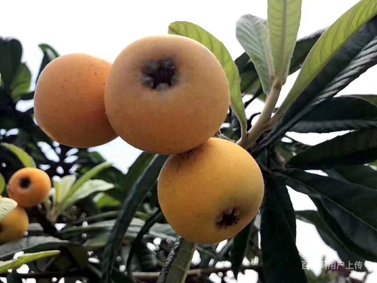 东山白玉枇杷自产自销