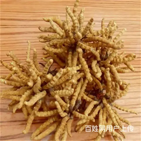 天河区回收冬虫夏草商家虫草回收价钱多少钱一克 - 图片 2