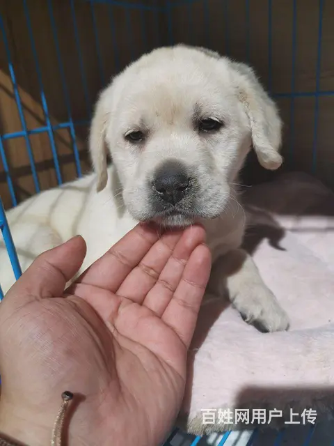 双血统拉布拉多弟弟～绝对精品 - 图片