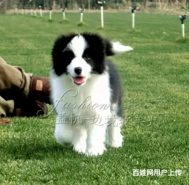 徐州1200出售 高品质边牧宝宝【益帆边境犬舍】 - 图片 12