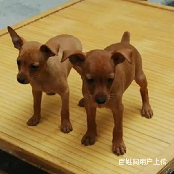 滨州南京有哪些小鹿犬购买渠道  小鹿犬如何可以买到 - 图片 8