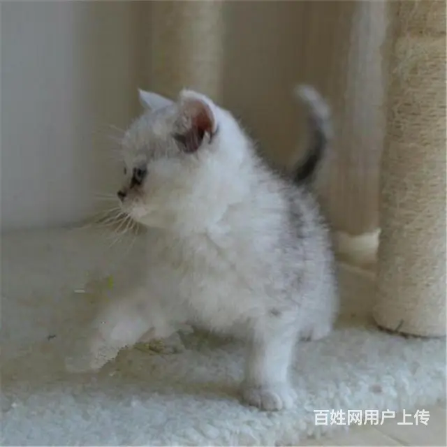 四川南充纯种英短渐层送货上门 - 图片 4