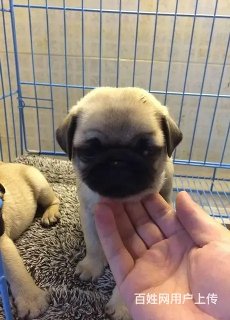出售纯种巴哥幼犬  巴哥多少钱  巴哥图片 - 图片 5