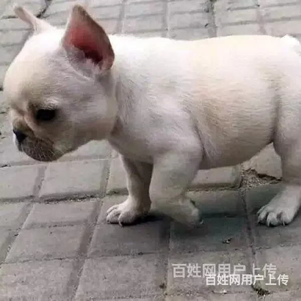 济宁法斗价格哪里有狗场卖法斗 - 图片 7