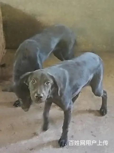 没有时间养出售两只拉布拉多犬价格可谈 - 图片 1