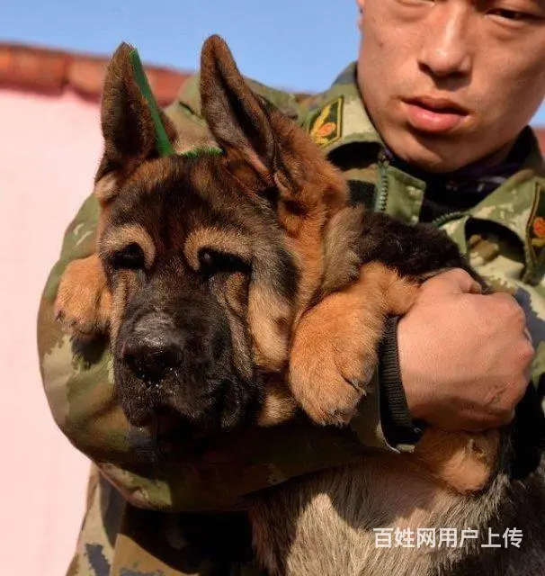 锤系德牧黑神，大头德牧。纯种健康 - 图片 3