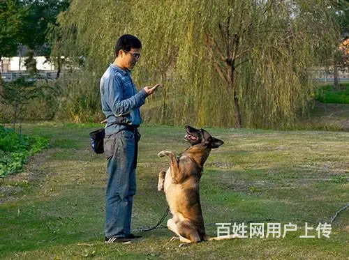 常州宠物训练训狗训犬学校 - 图片 2