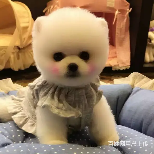 茶杯博美 赛级博美 博美犬好养吗 博美多少钱 博美 - 图片 2