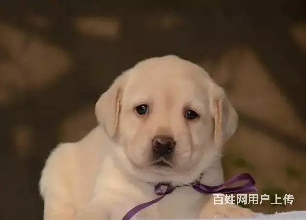 邢台本地出售家养拉布拉多 纯种拉布拉多 - 图片 6