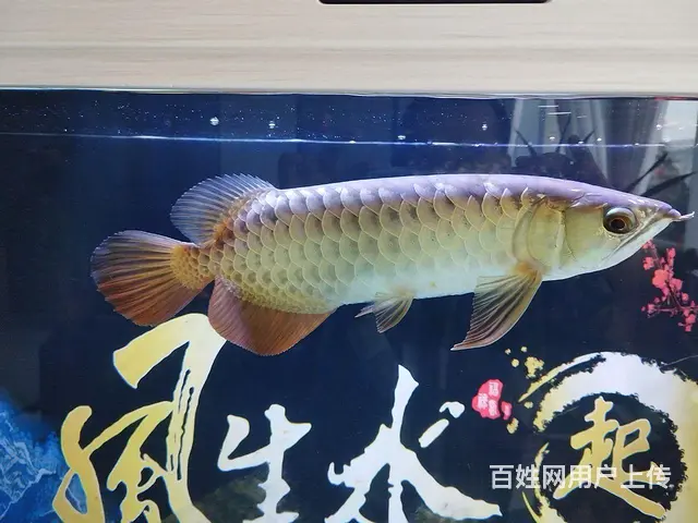 广州小李专业上门清洗鱼缸 - 图片 2