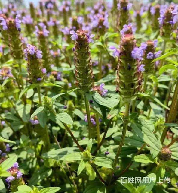 中药材夏枯球种子种苗出售种植基地直发，量大从优 - 图片