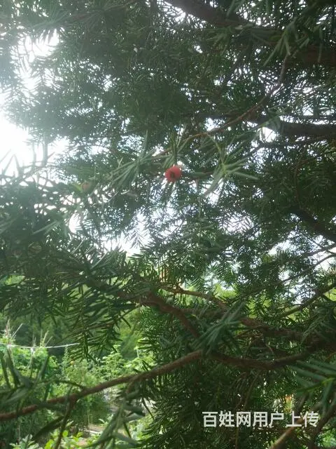 农家肥花土菜地土干鸡粪 - 图片 1