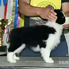 林芝哪里卖卡斯罗狗狗【卡斯罗犬舍】地址