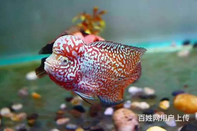 伊犁哪里有卖罗汉鱼，伊犁卖罗汉鱼地址 - 图片 7