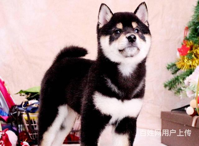 赛级柴犬 精品日本柴犬 cku认证注册犬舍的图片
