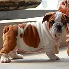 咸阳本地英国斗幼犬多少钱？犬舍只繁殖纯种精品健康签