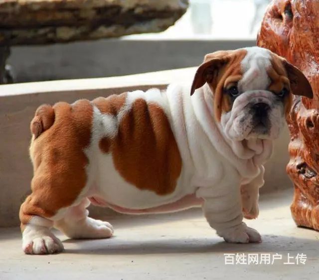 咸阳本地英国斗幼犬多少钱？犬舍只繁殖纯种精品健康签 - 图片 1