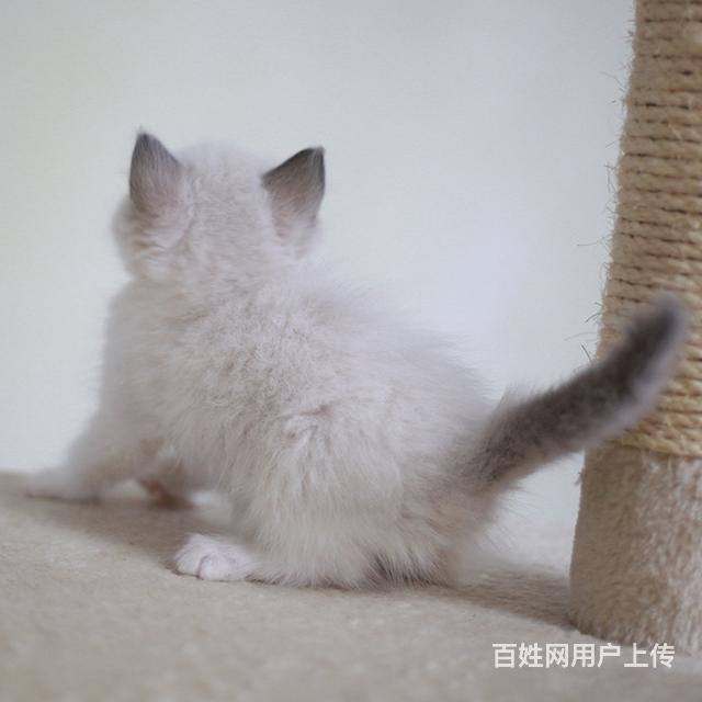 商丘布偶猫养殖户◆布偶猫多少钱一个的图片
