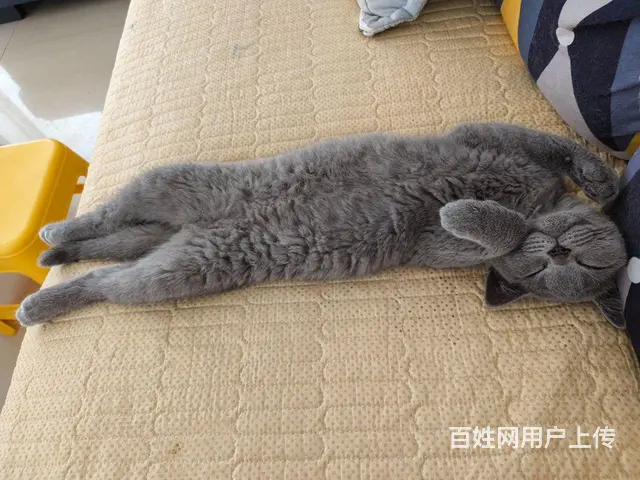 家养蓝猫出售 - 图片 1