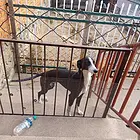 出售两条黑狗崽子
