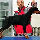 玉溪买杜宾一只需要多少钱