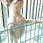 三明知名养殖基地常年出售 法斗幼犬 签协议可上门挑选