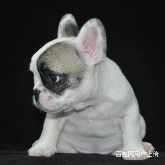 赛级法牛犬 纯种法国斗牛犬幼犬全国空运发货的图片