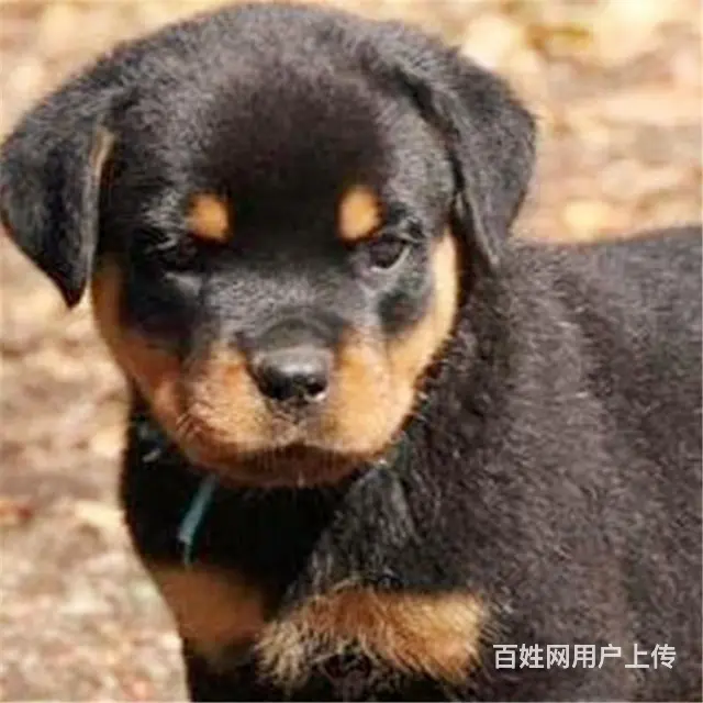 抚州【*推荐】罗威纳犬舍‖罗威纳养殖场 - 图片 9
