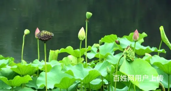 带着孩子净身出户的女人想找一个有责任的对象 - 图片