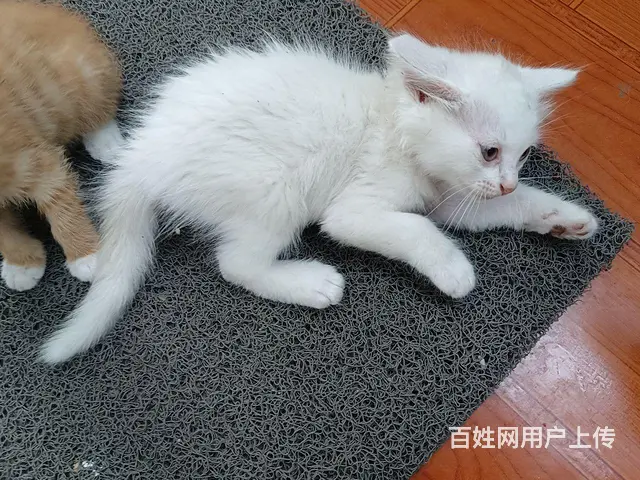 免费赠送小猫咪 - 图片 3