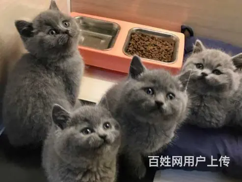 湖州哪里出售蓝猫 蓝猫多少钱 蓝猫图片 - 图片 5