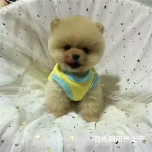 出售博美犬 欢迎上门挑选看种犬 - 图片 4