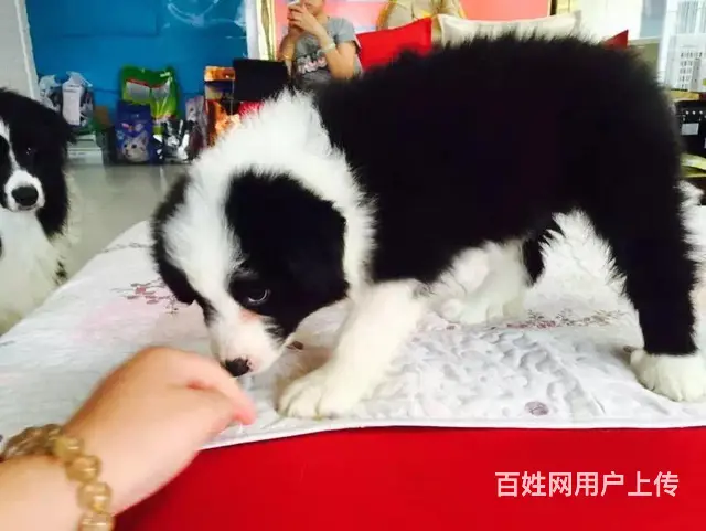 辽阳哪儿有纯种边牧出生，纯种边牧价位表 - 图片 11