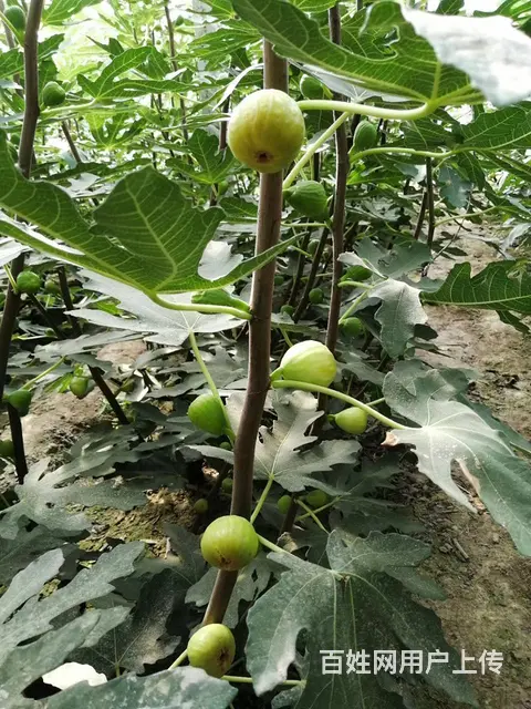 （都市信息）28团无花果树苗对外出售，10亩果蔬大棚对外转让 - 图片 3