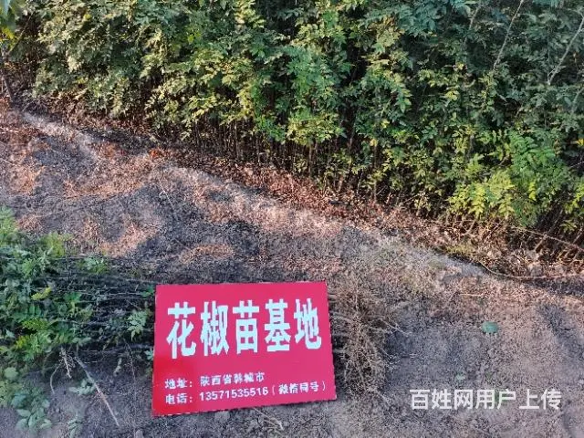 陕西哪里有无刺大红袍花椒树苗 狮子头黄盖 - 图片 1