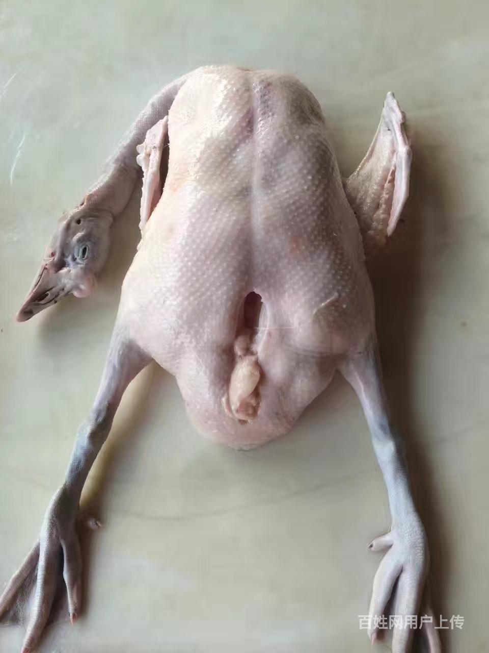 新鲜黑棕鹅棚鹅大量批发直销