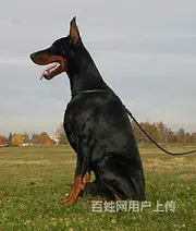 【货到付款】九江杜宾犬哪里有 完美杜宾血统赛级挑选
