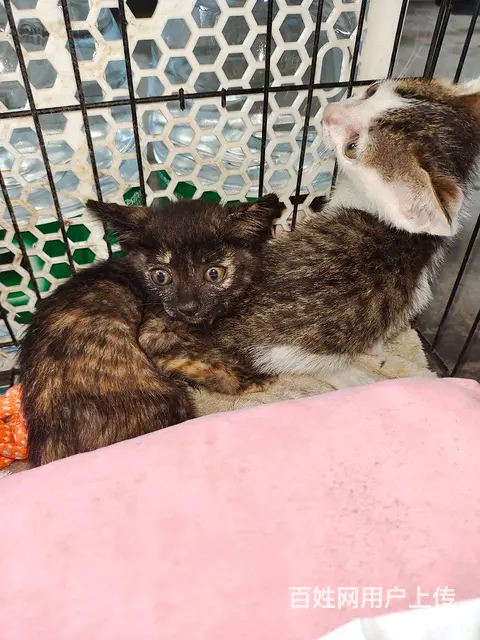 赠送小猫加奶粉送咪上门望善待余生 - 图片 1