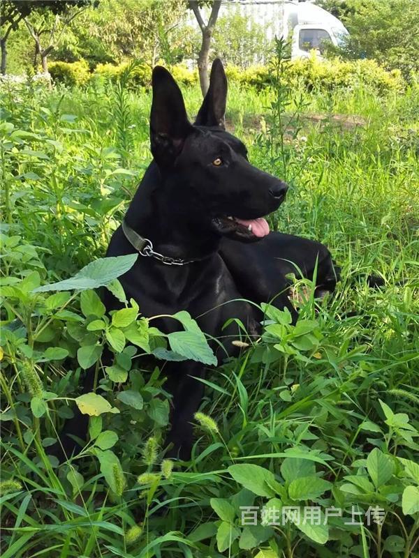 纯黑色豹系黑狼犬的价格 黑狼犬多少钱一只哪里有卖黑狼犬
